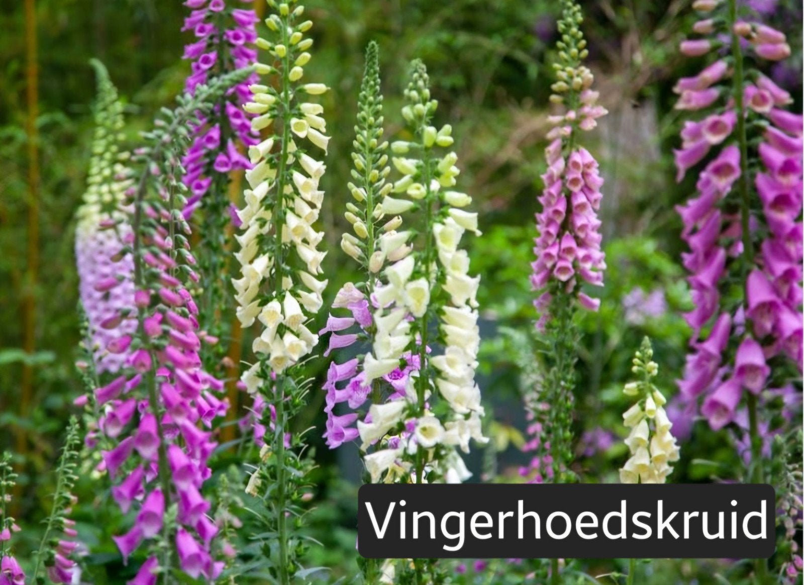 Vingerhoedskruid (Digitalis purpurea) - Diverse kleuren, Ophalen