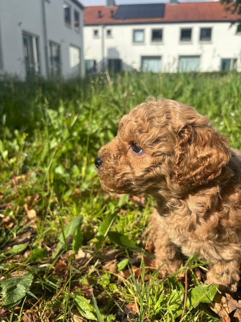 Prachtige Toypoedel pups  nog 3 pups over!, 8 tot 15 weken, Parvo, Meerdere, Meerdere dieren