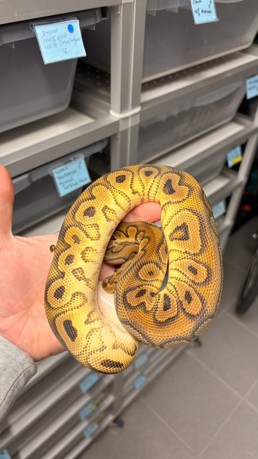 Orange dream black pastel clown ball python Ball Python photo 3