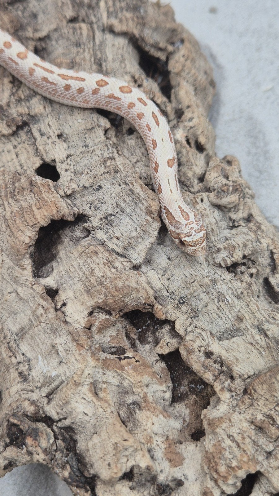 Haakneusslang toffeebelly Hognose Snake photo 3