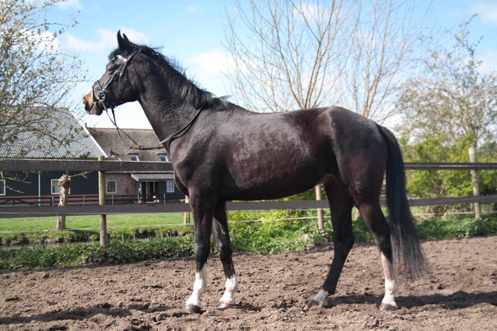Veelzijdige 4 jarige merrie te koop, Dieren en Toebehoren, Paarden