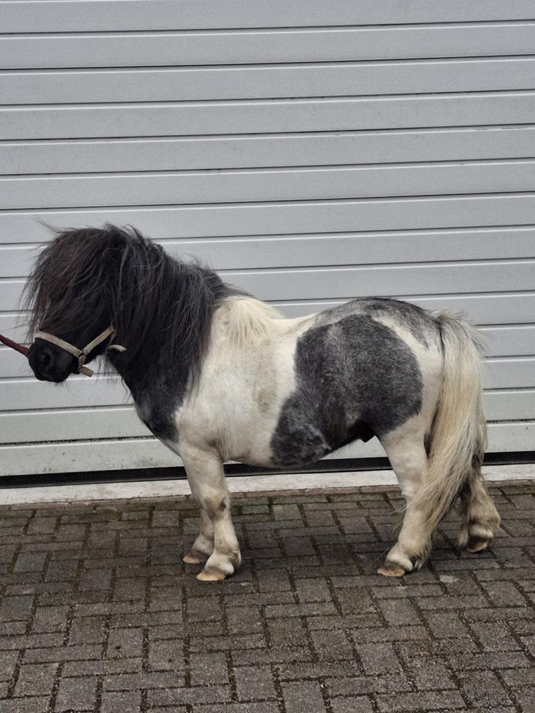 Te koop dekhengstje, Dieren en Toebehoren, Hengst