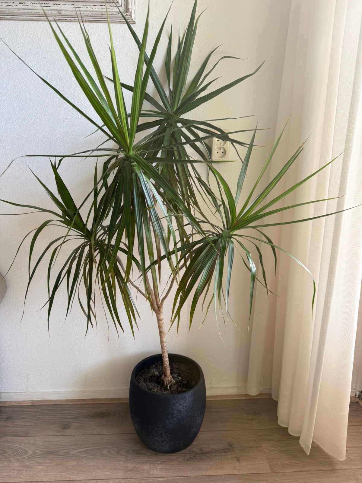 Draecena, Huis en Inrichting, Ophalen, 100 tot 150 cm, Halfschaduw, In pot