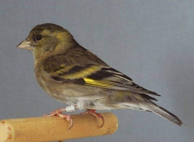 Baardsijs poppen, Vrouwelijk, Tropenvogel, Geringd