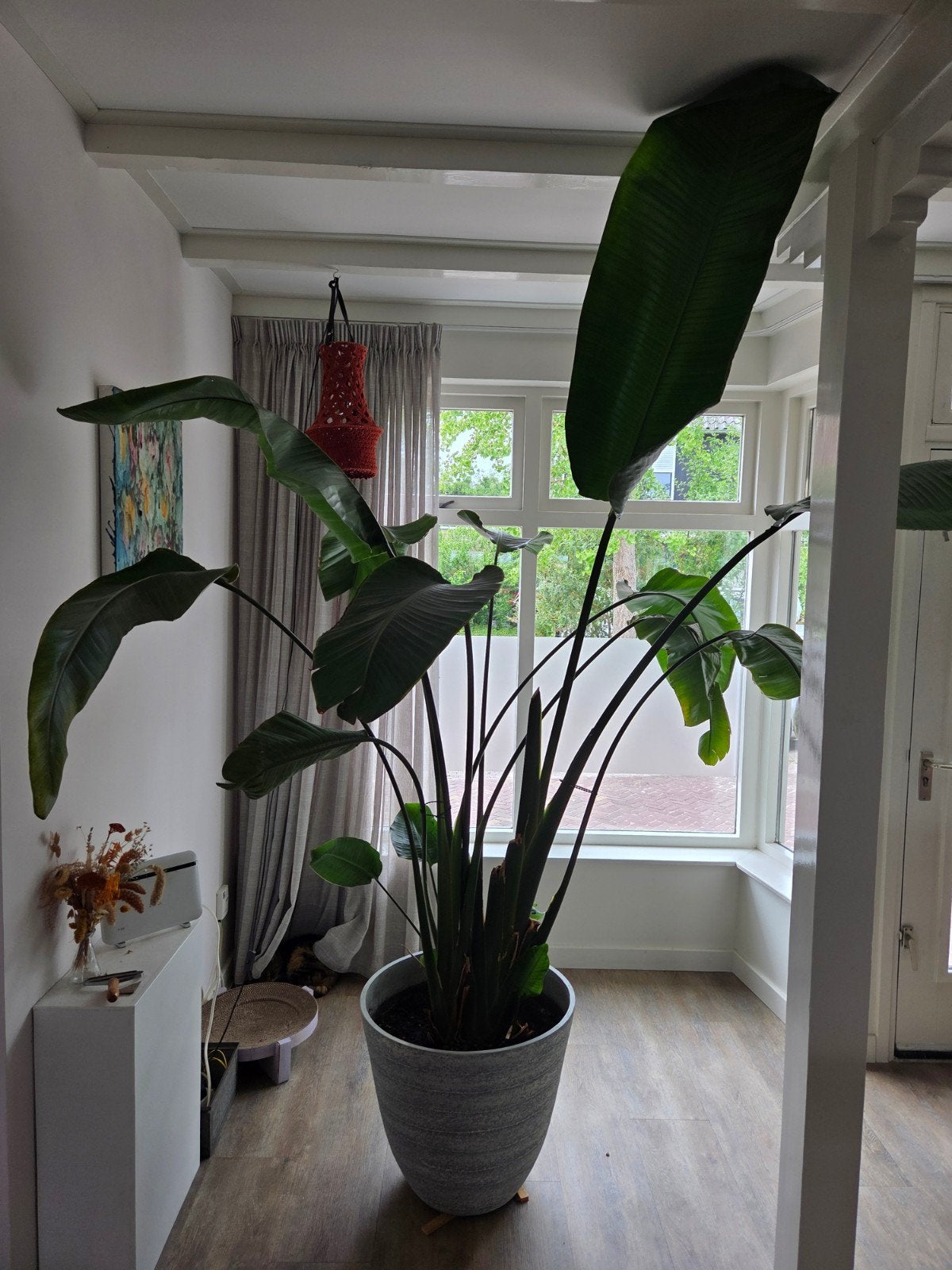 Grote Strelitzia, Huis en Inrichting, Ophalen, 200 cm of meer, Overige soorten, In pot