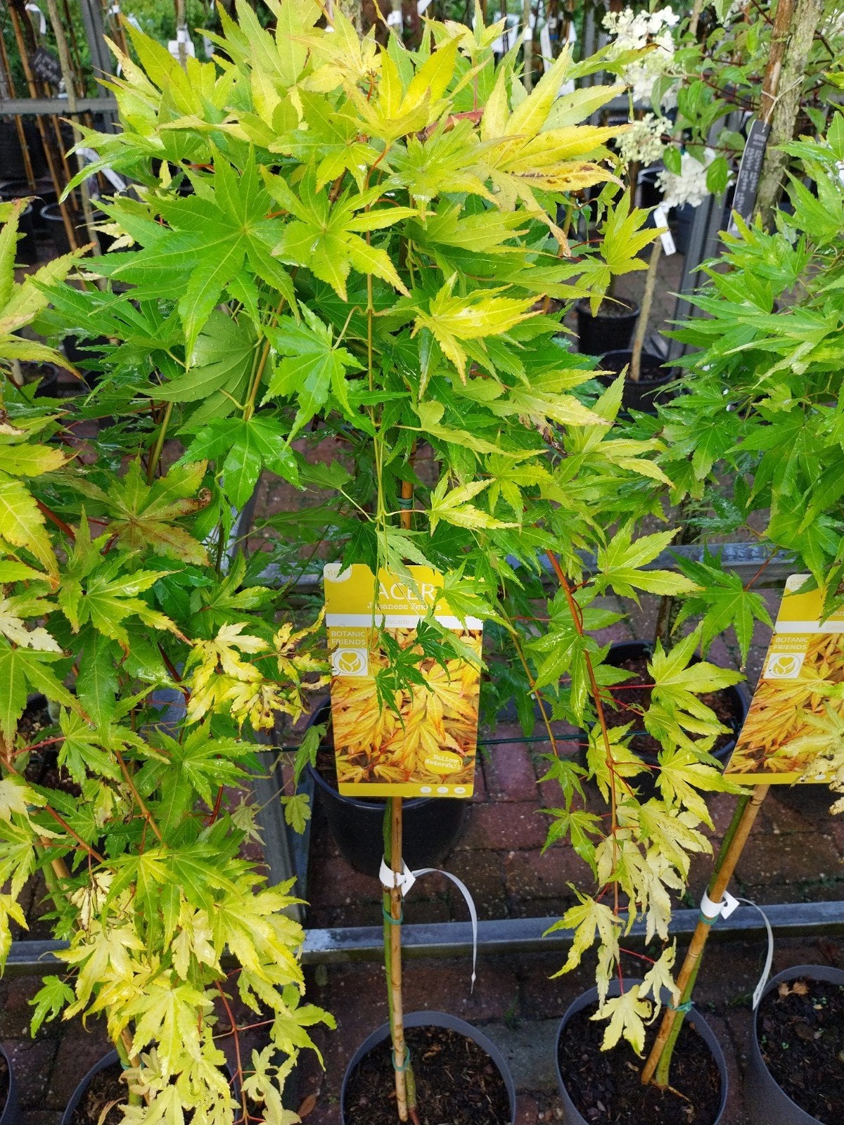 Acer Cascade Gold - Japanse Esdoorn op stam, Tuin en Terras, Bloeit niet, Halfschaduw, Overige soorten, Ophalen