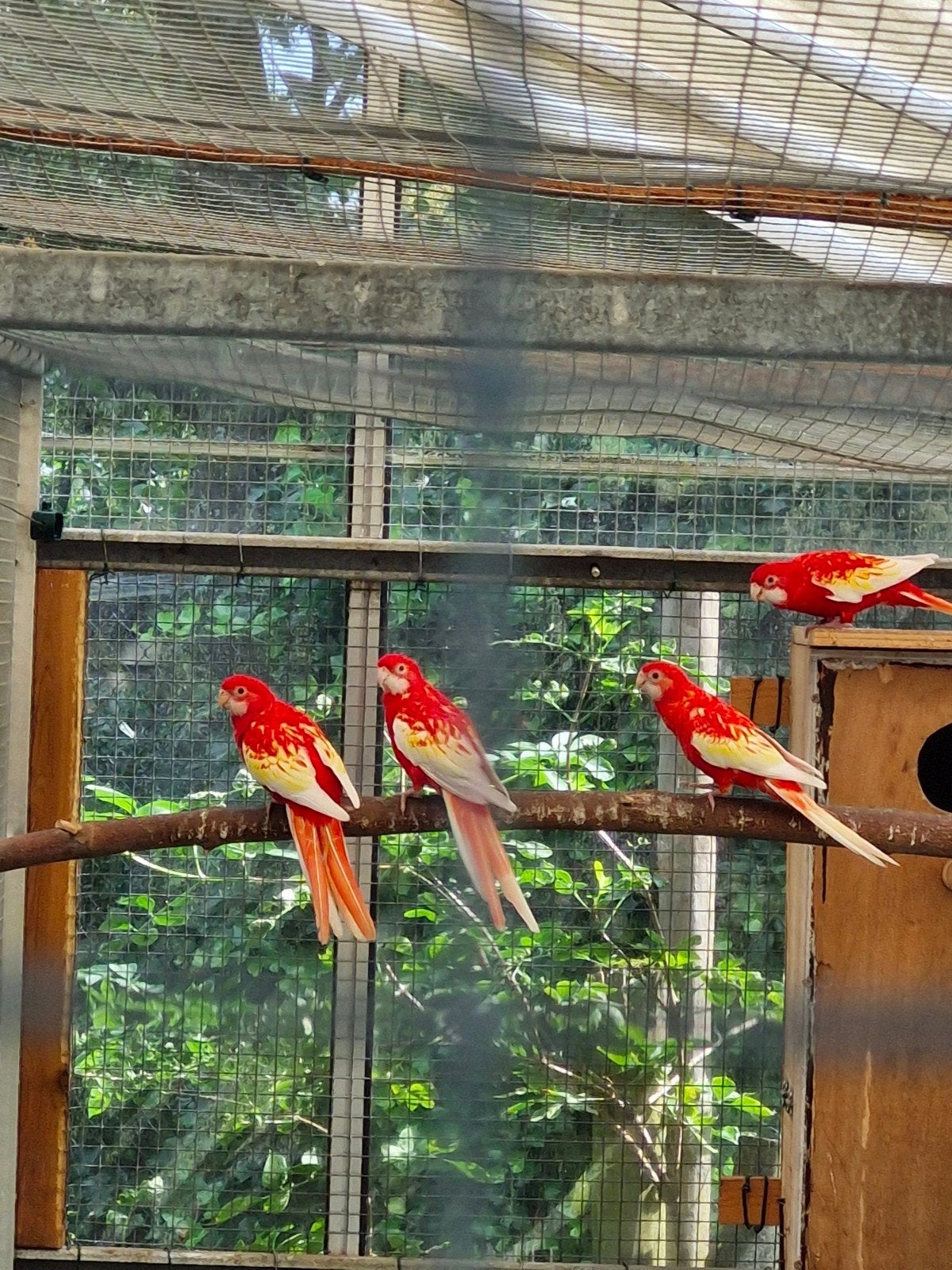 rubino rosella, Meerdere dieren, Parkiet