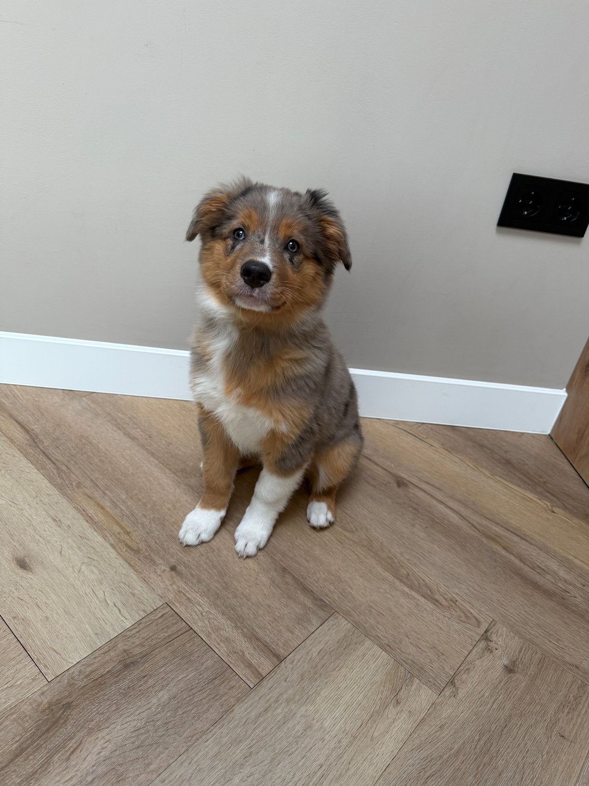Nova scotia duck x border collie, Poedel, 8 tot 15 weken, Teef, Eén hond