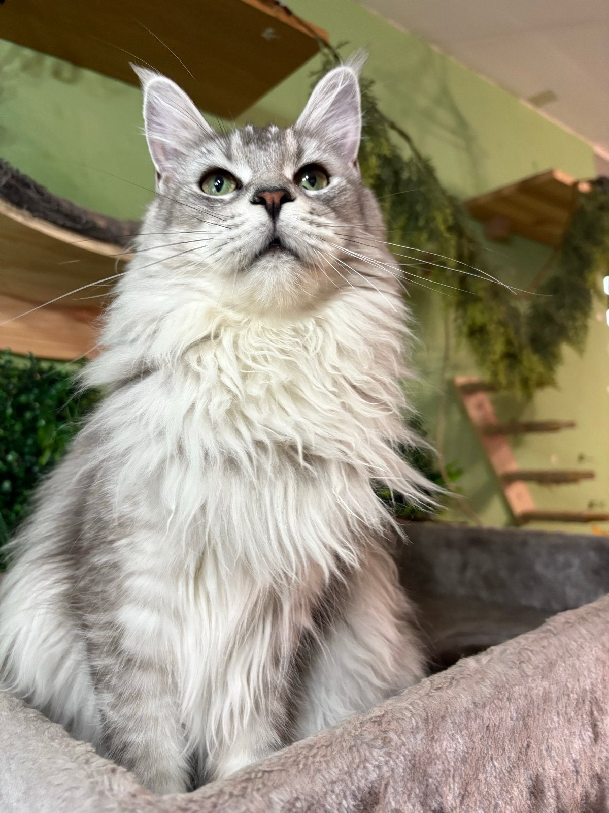 Maine coon Snowqueen zoekt liefdesvolle Cattery (fokrechten), Poes