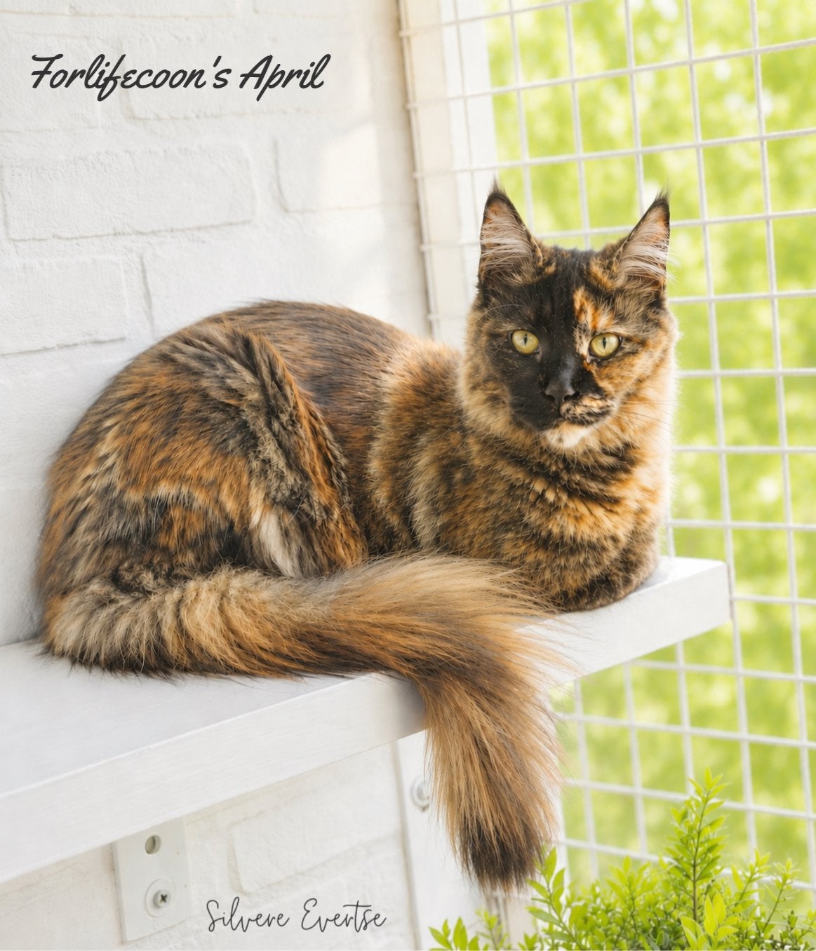 Herplaatsing Poes, Poes