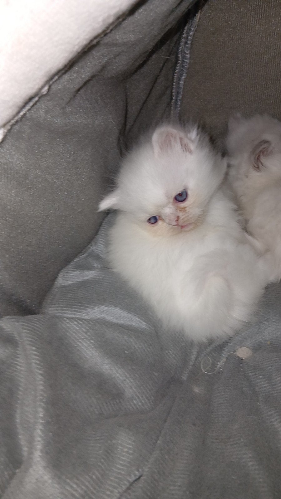twee kittens te koop 400 per een, Dieren en Toebehoren, Kater, Kortharig, 0 tot 2 jaar