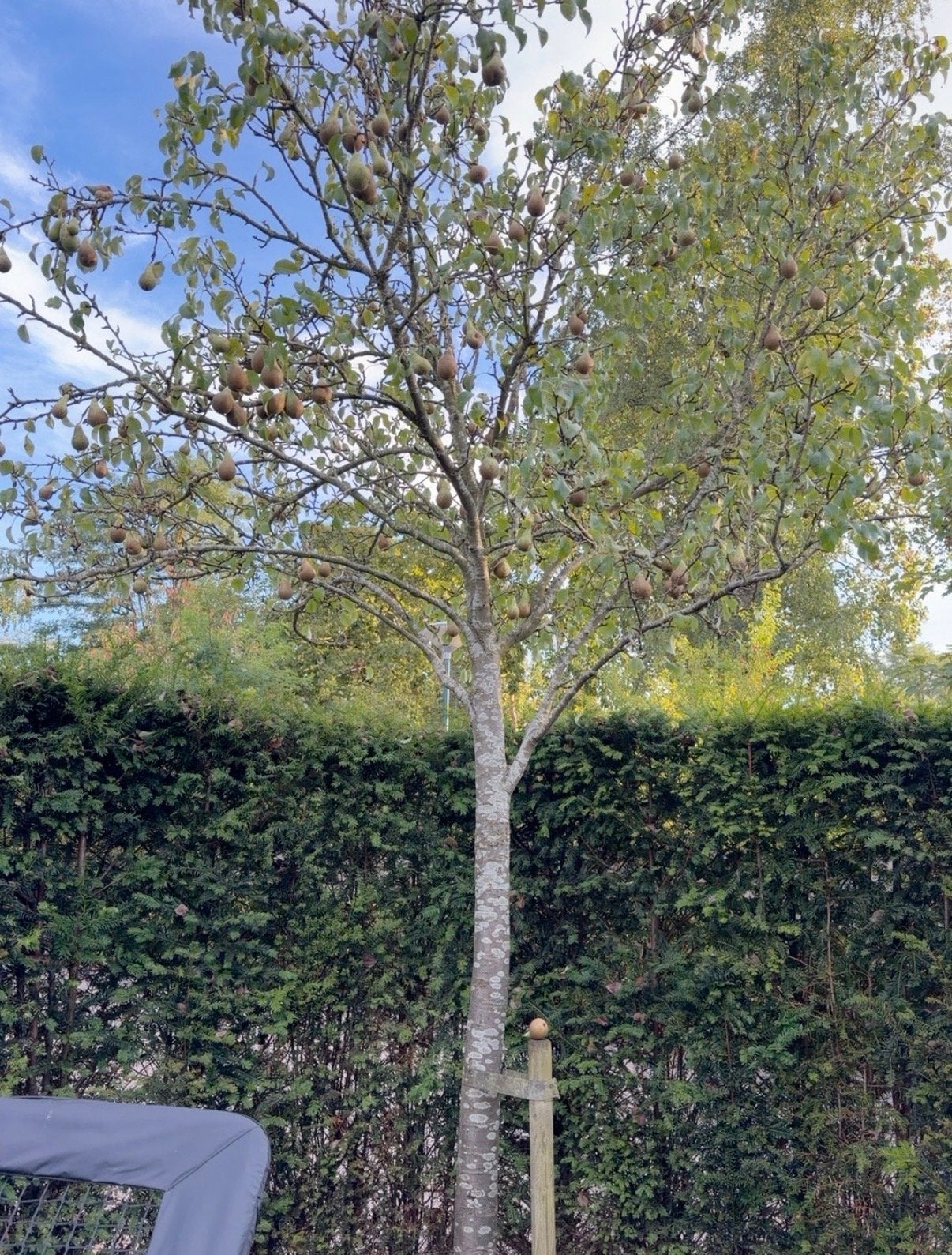 Grote Perenboom (Conference) - Zelf uitgraven najaar, Tuin en Terras, Planten | Bomen, Ophalen, Overige soorten, 400 cm of meer