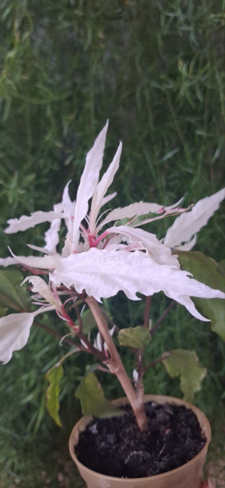 Hibiscus plant - Chinese Roos, Ophalen, Overige soorten, Volle zon