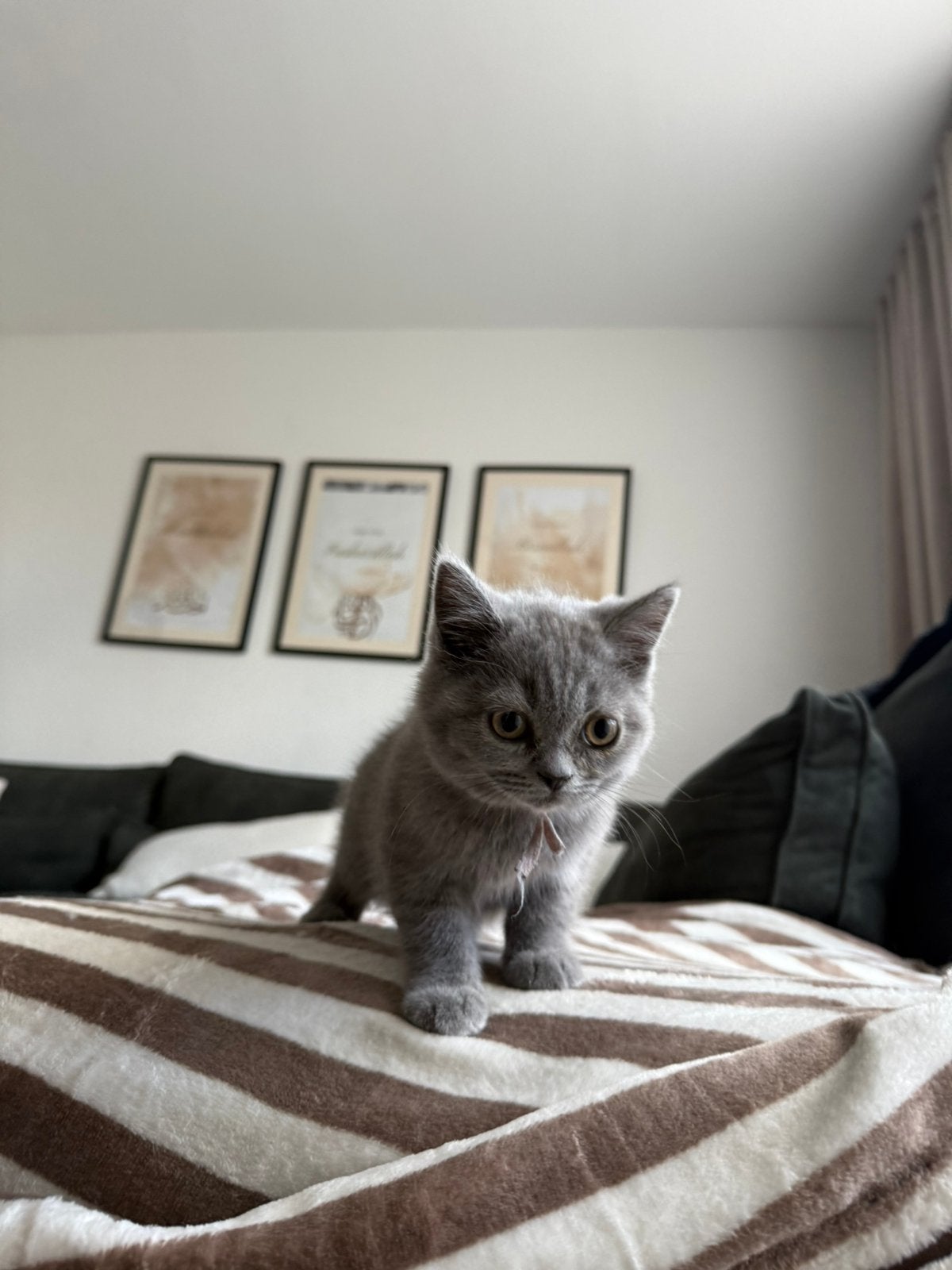 Britse korthaar kittens opzoek naar nieuw huisje, Meerdere dieren