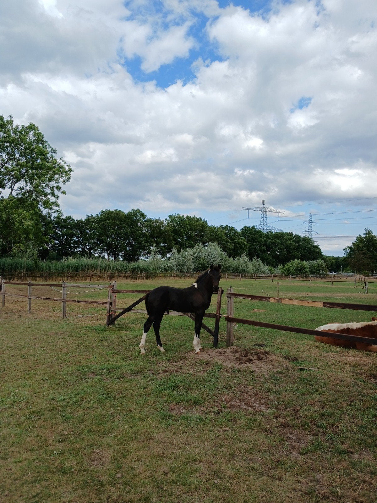 Barokke Pinto Hengstveulen ., Dieren en Toebehoren, Paarden, Hengst, Niet van toepassing, Minder dan 160 cm, 0 tot 2 jaar