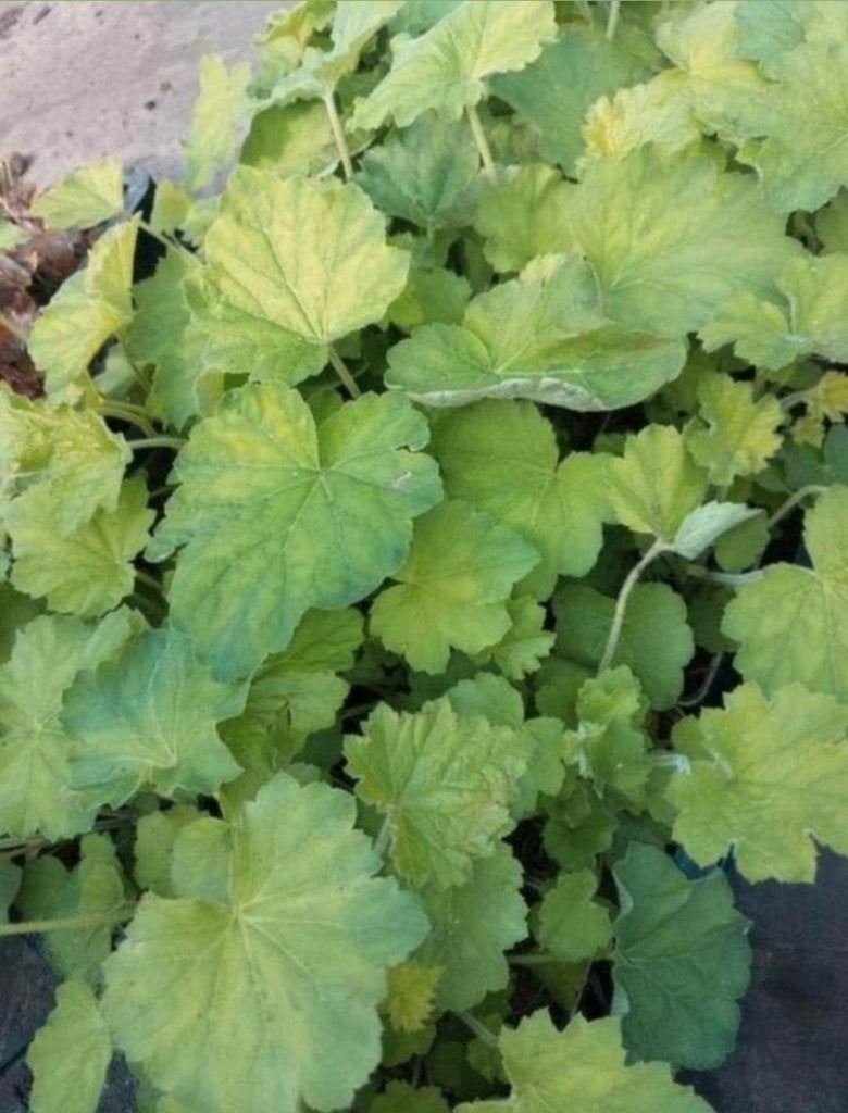 Heuchera villosa macrorrhiza, Volle zon, Vaste plant, Zomer, Ophalen