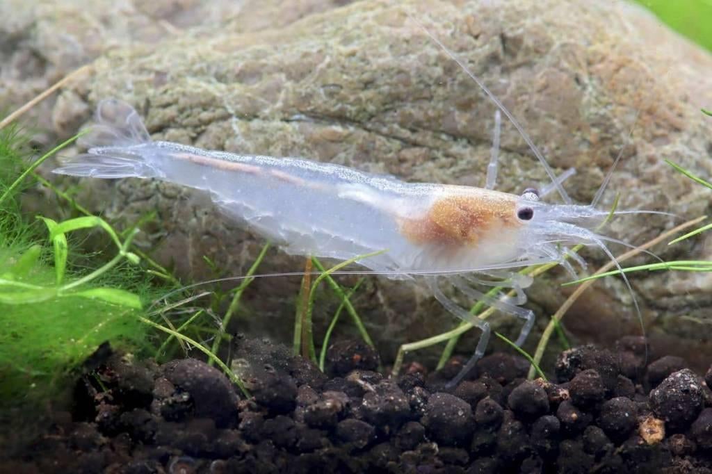 Japonica Snow, Caridina multidenta, Dieren en Toebehoren, Vissen | Aquariumvissen, Kreeft, Krab of Garnaal, Zoetwatervis