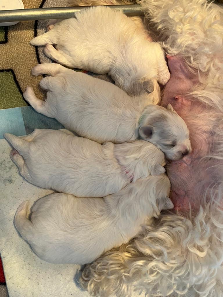 Maltezer pups zoeken een gouden mandje-Beide ouders aanwezig, Parvo, Maltezer, 8 tot 15 weken, Meerdere
