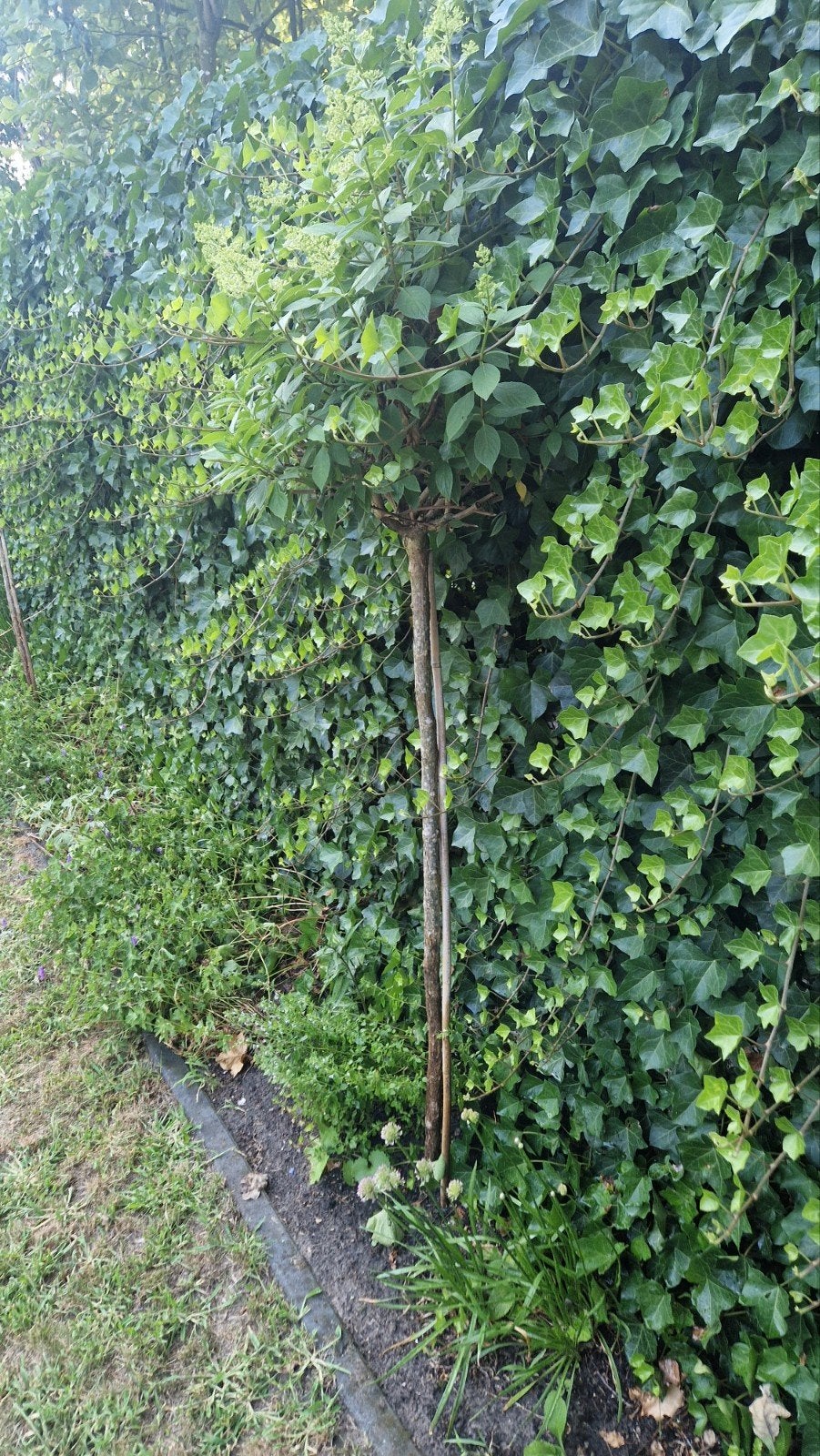 4 pluimhortensia boompjes 180-200 cm, Halfschaduw, 100 tot 250 cm, Zomer, Overige soorten