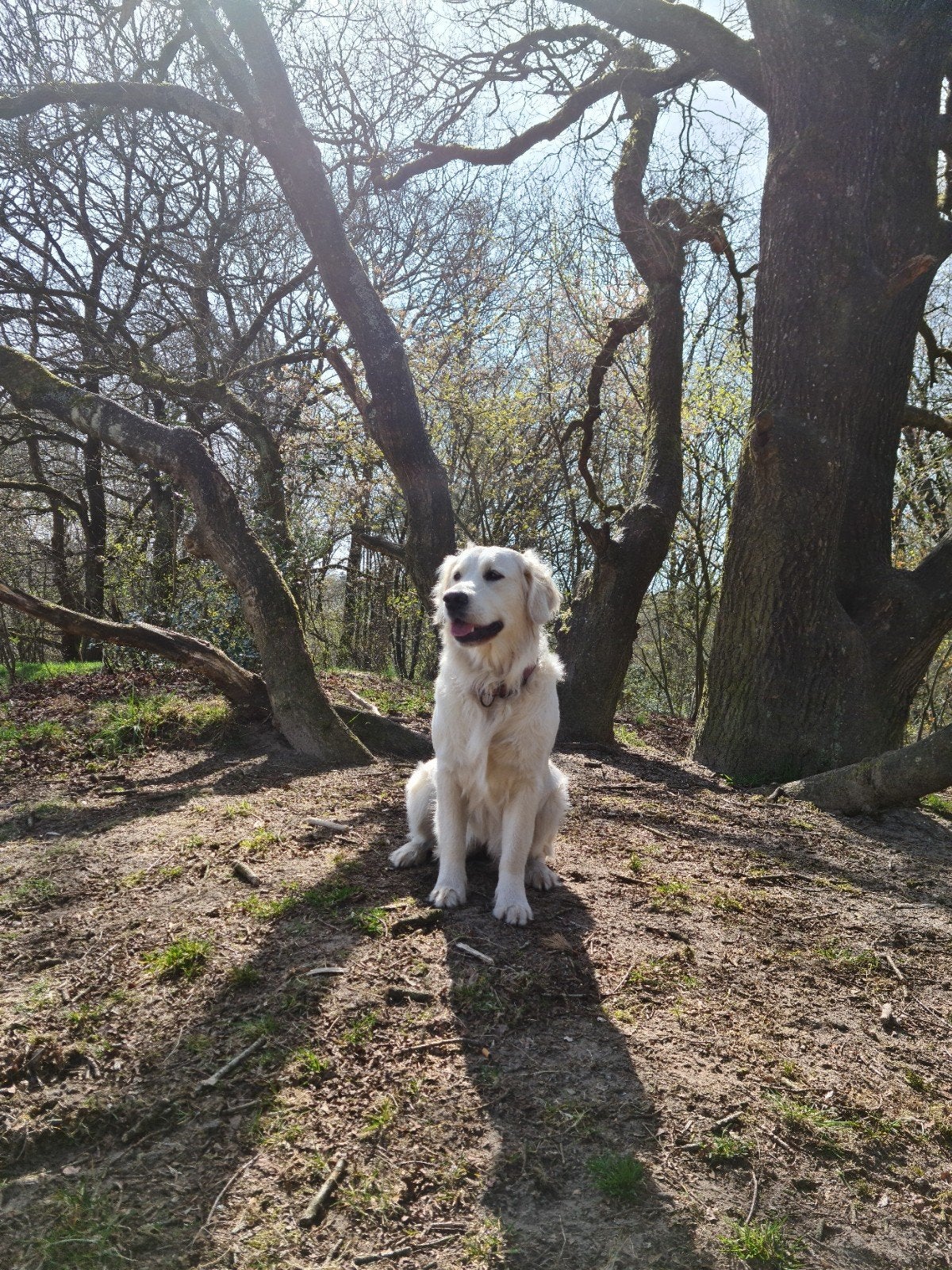 Golden Retriever pups, Dieren en Toebehoren, Honden | Retrievers, Spaniëls en Waterhonden, Golden retriever, 8 tot 15 weken, Meerdere