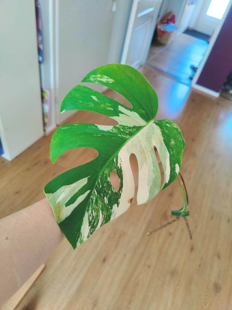 Monstera variegata stek, Huis en Inrichting, Kamerplanten, Ophalen, Halfschaduw, Minder dan 100 cm