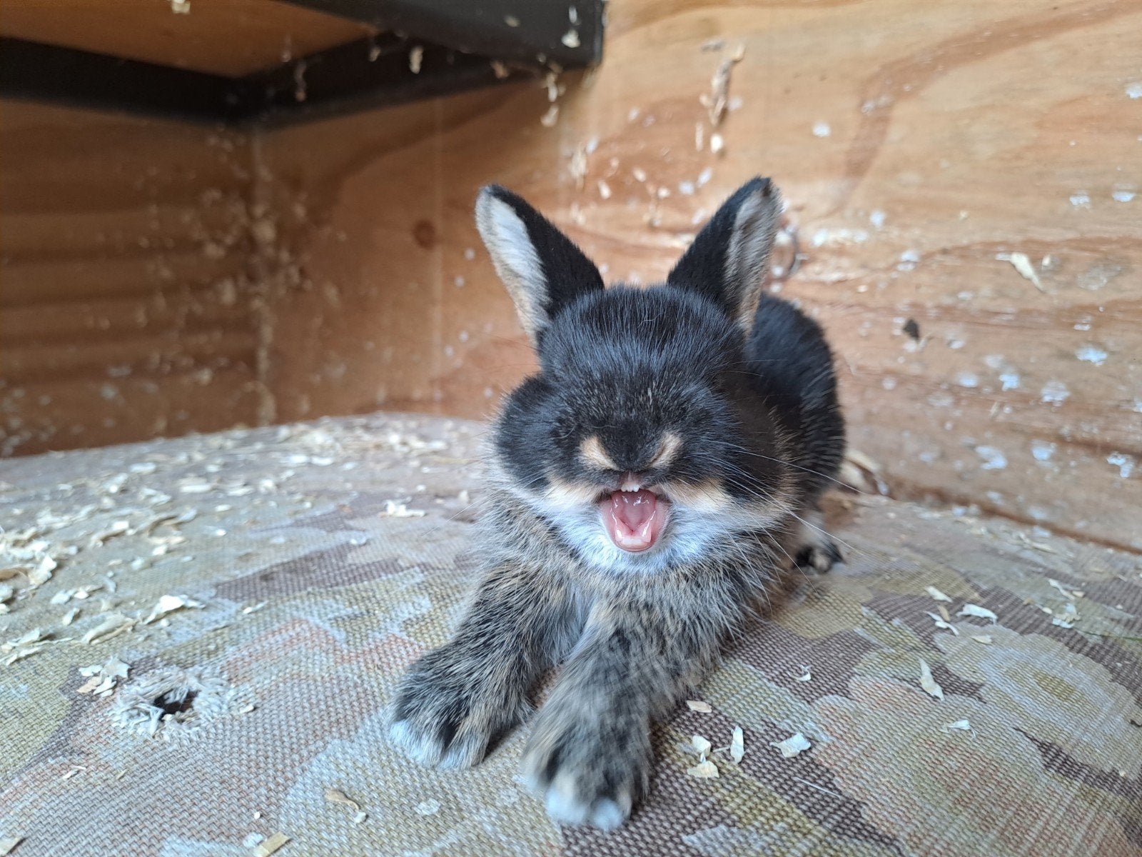 Jonge konijnen., Meerdere dieren, Hangoor