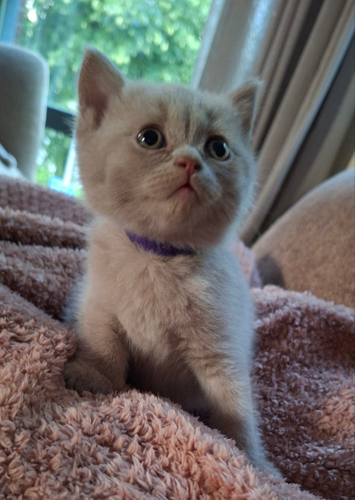 Britse korthaar kittens, Dieren en Toebehoren, Meerdere dieren, Gechipt