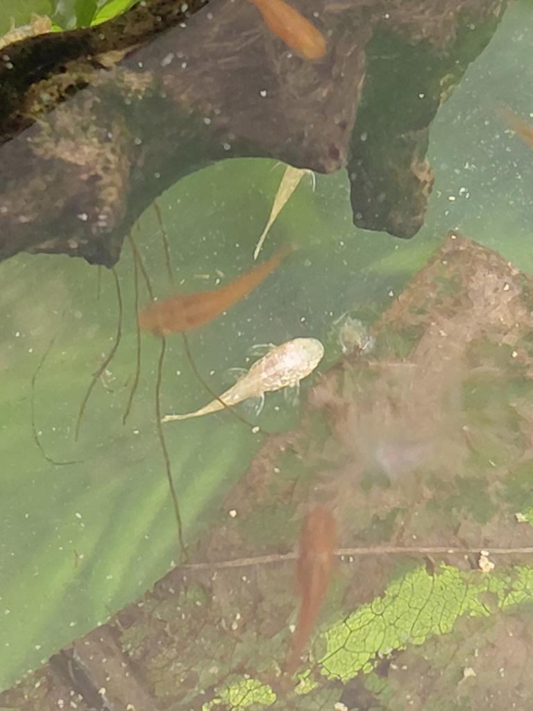 Ancistrus Albino Gold, Vis, Zoetwatervis