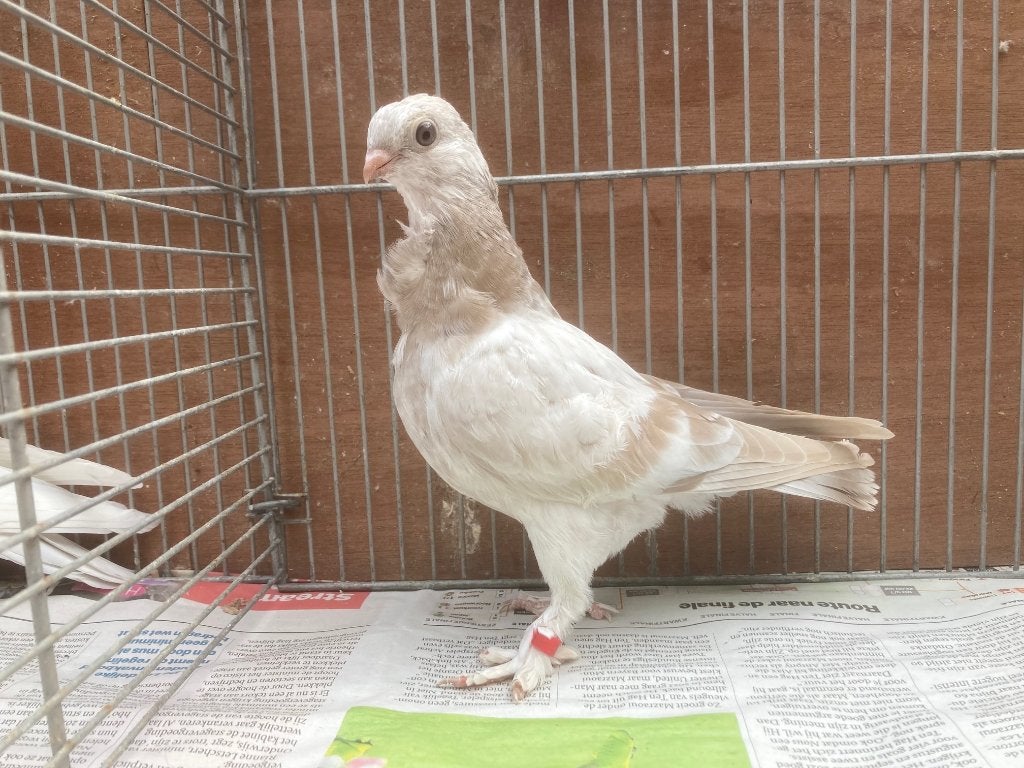 Figurita Sierduiven, Dieren en Toebehoren, Vogels | Duiven, Meerdere dieren, Overige soorten