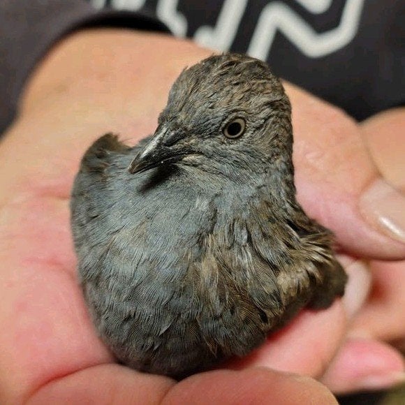 2 Chinese dwergkwartels, Meerdere dieren, Overige soorten