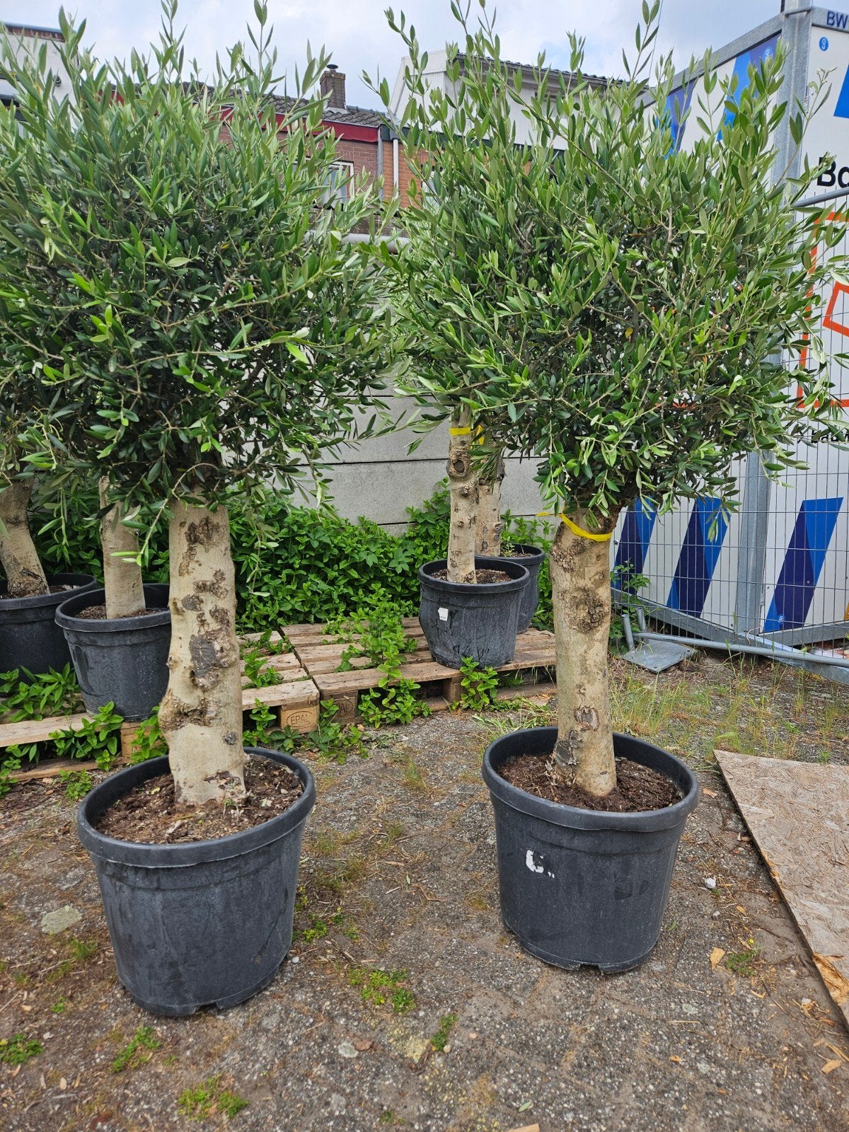 Olijfbomen dikke grillige stam; 139 euro, Volle zon, Ophalen of Verzenden, 100 tot 250 cm, Olijfboom