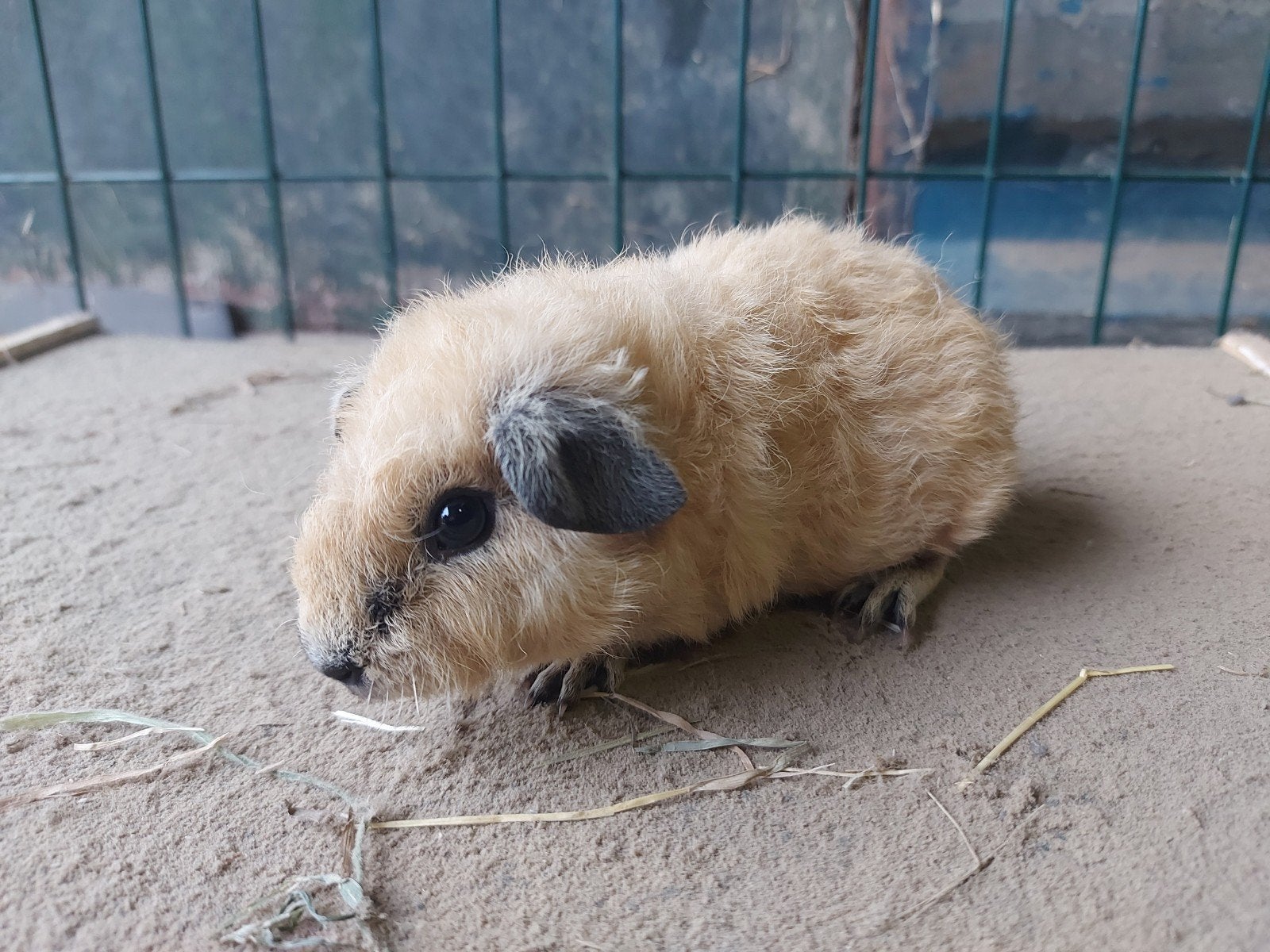 california cavia zeugje, Juli, Vrouwelijk, Cavia