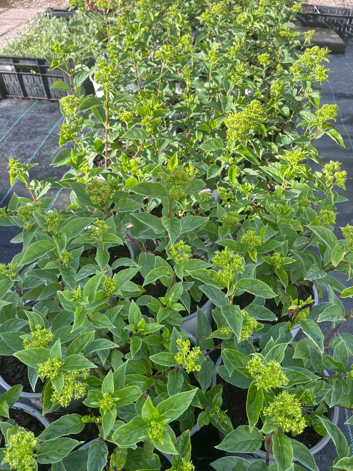 Hydrangea paniculata 'Little Lime' 3 liter pot, Ophalen of Verzenden, Overige soorten, Halfschaduw