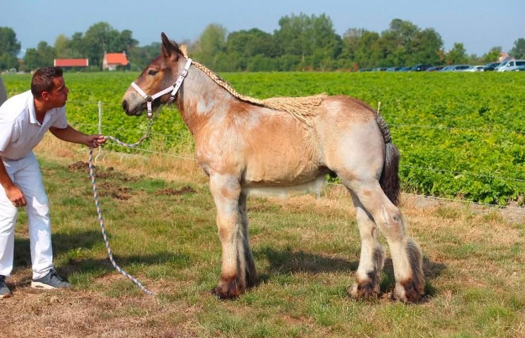 Trekpaard hengstveulens, Dieren en Toebehoren, Paarden, Hengst, Niet van toepassing, Minder dan 160 cm, 0 tot 2 jaar