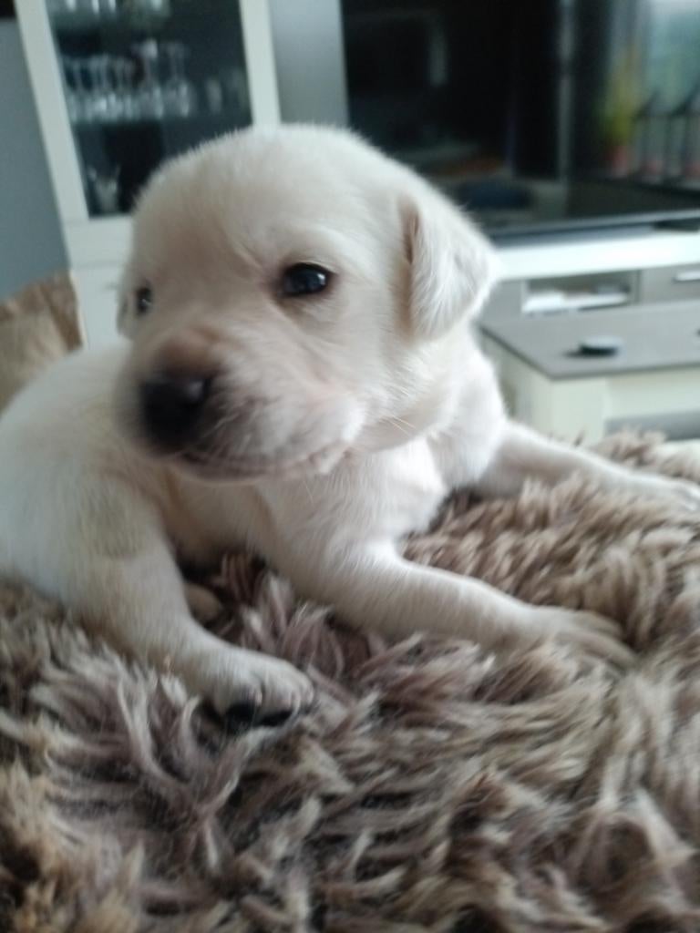 Schitterende labrador pups, Dieren en Toebehoren, 8 tot 15 weken, Labrador retriever, Meerdere, Meerdere dieren