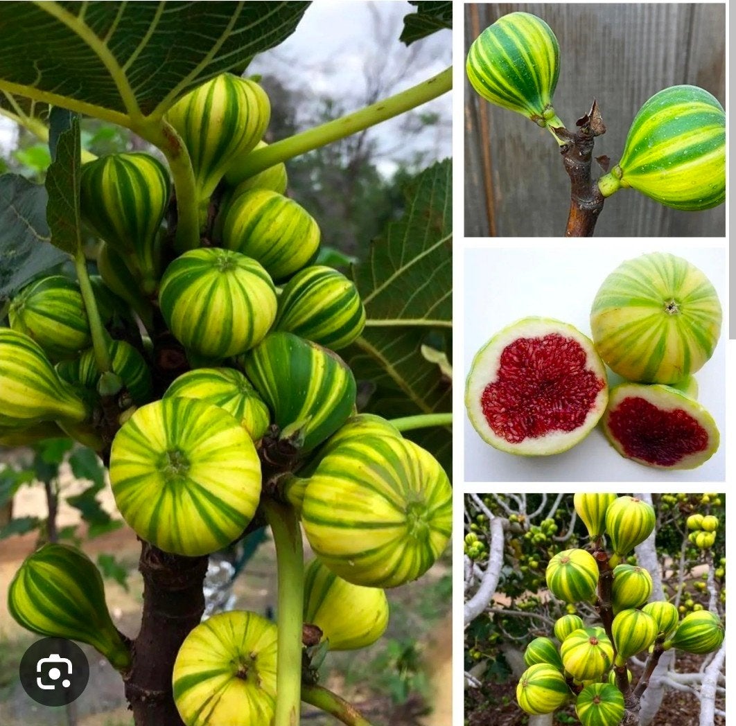 Ficus Carica 'Panachée' (Tijgervijg) stek, Volle zon, Vaste plant, Verzenden, Zomer