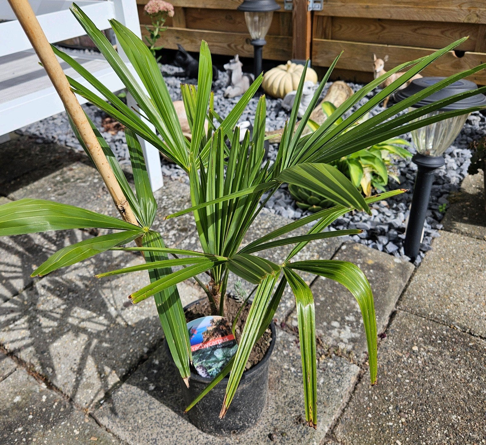 trachycarpus( chinese waaierpalm ), Volle zon, Vaste plant, Bloeit niet, Ophalen
