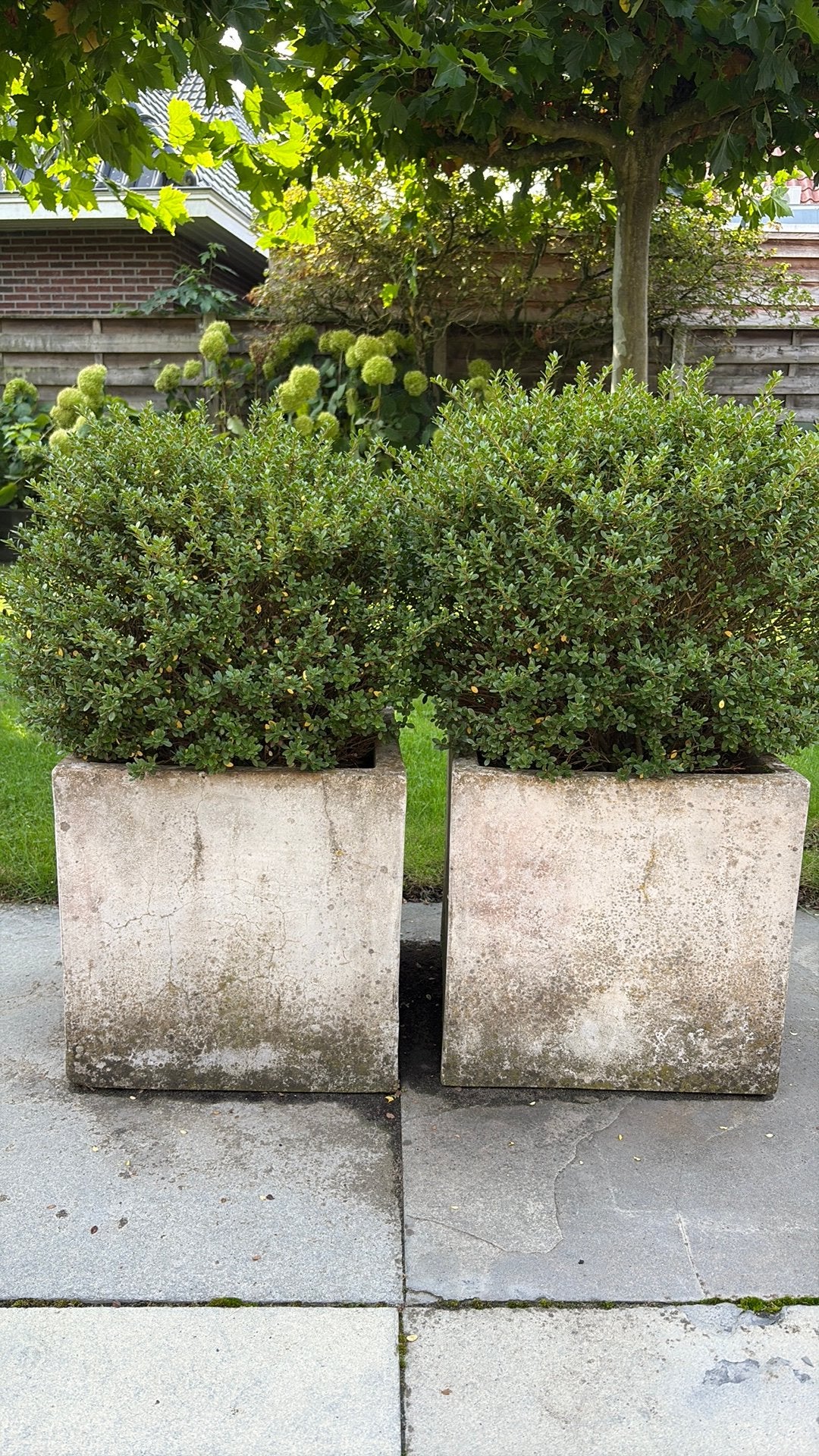 2x beton plantenbak met buxus-achtige bol, Ophalen, Steen, Gebruikt, Minder dan 60 cm