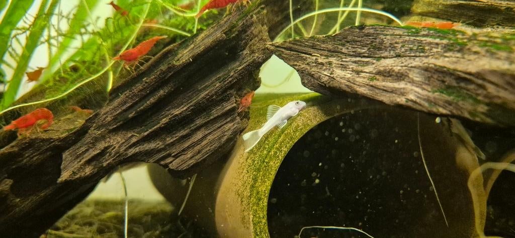 Snow White Ancistrus, Vis, Zoetwatervis