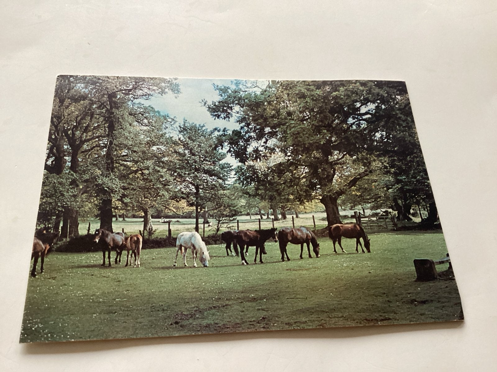 Vintage Ansichtkaart New Forest Ponies Hampshire Engeland, Ophalen of Verzenden, 1960 tot 1980, Ongelopen, Engeland