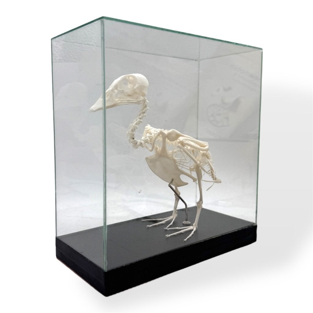 Afrikaanse Dwerggans skelet, Ophalen of Verzenden, Nieuw, Vogel, Overige typen