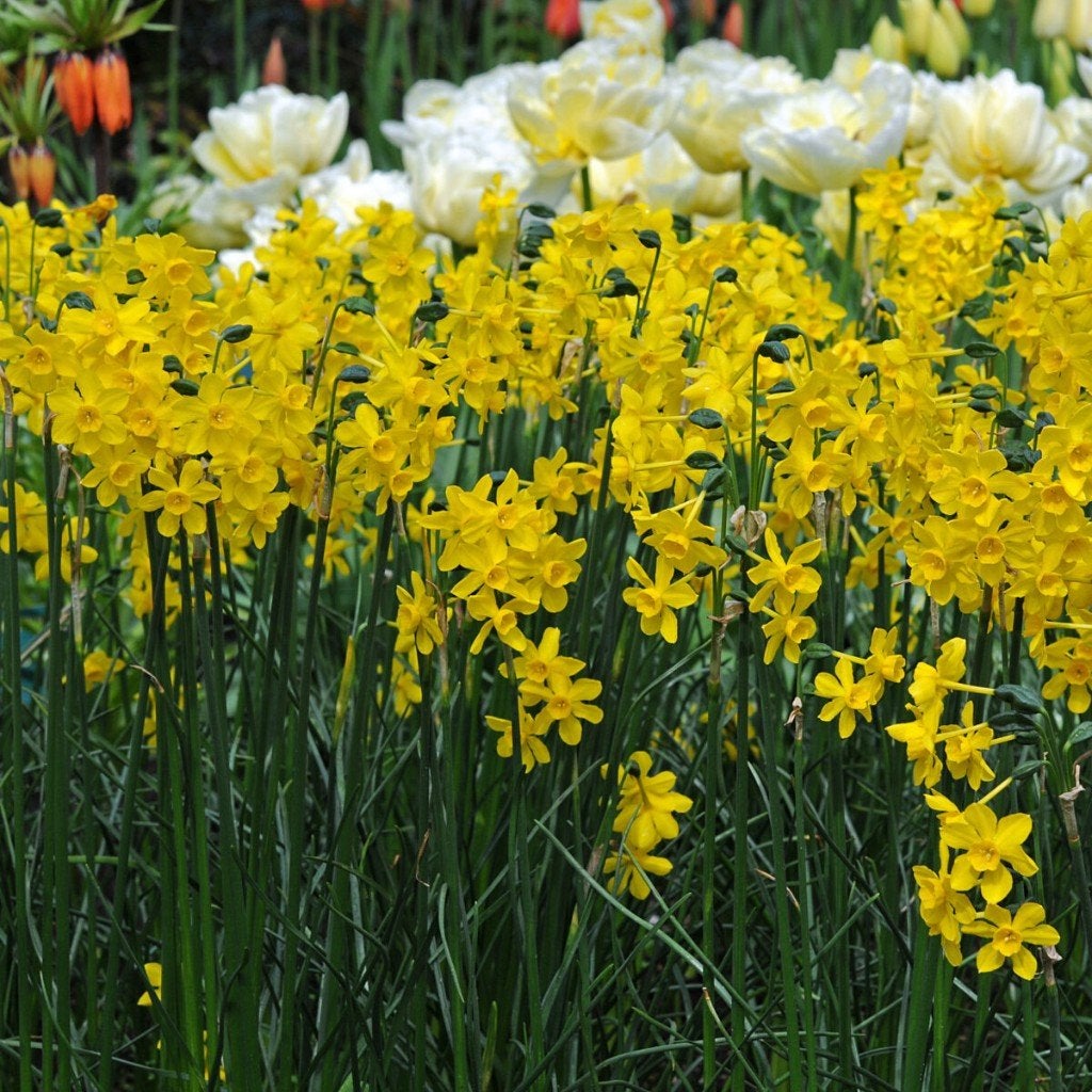 narcis diego, Ophalen of Verzenden, Najaar, Halfschaduw, Bloembol