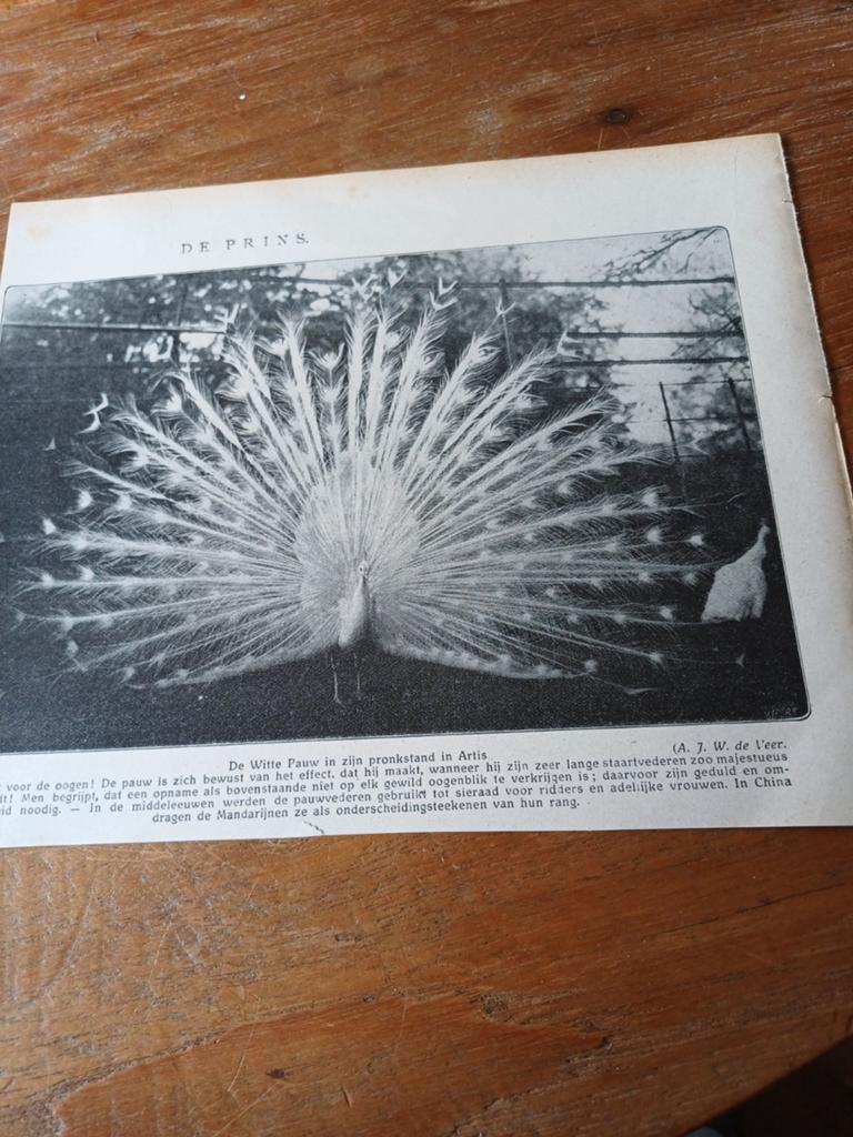 Knipsel witte pauw met veren dierentuin Artis Amsterdam 1915, Ophalen of Verzenden, Gebruikt, Paard, Beeldje of Figuurtje