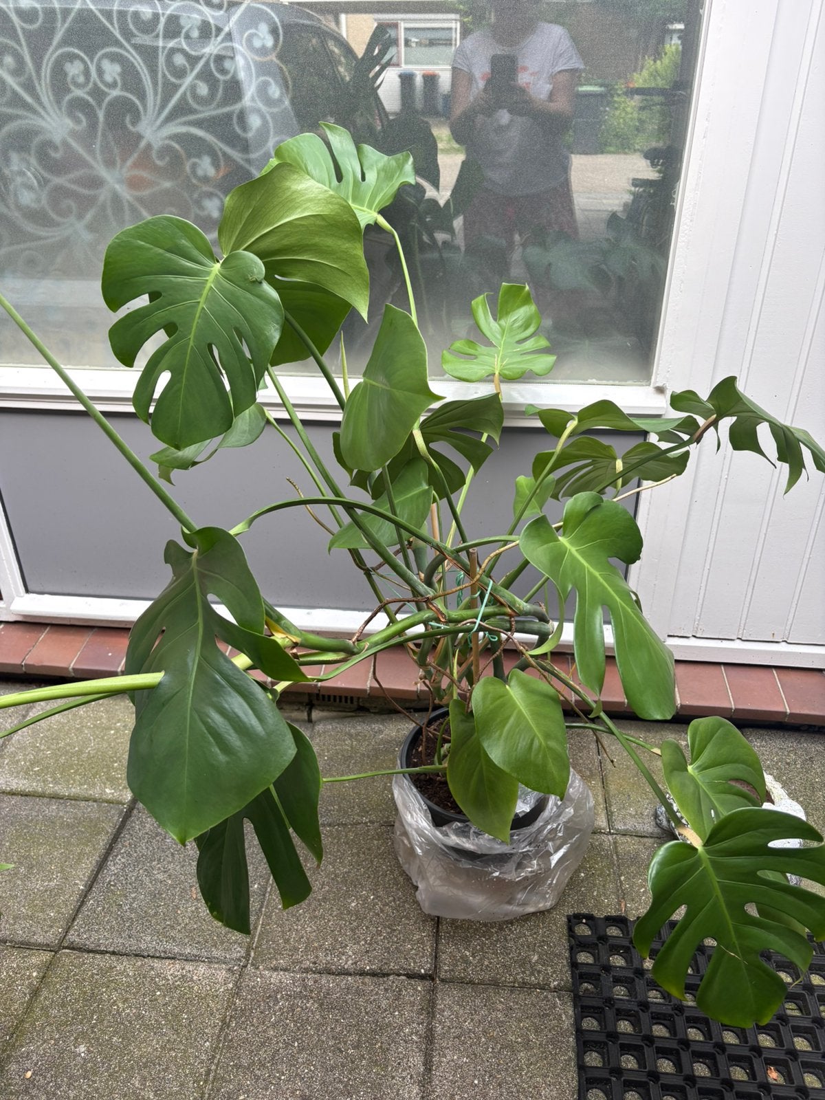 Monstera gatenplant, Huis en Inrichting, Ophalen, Halfschaduw