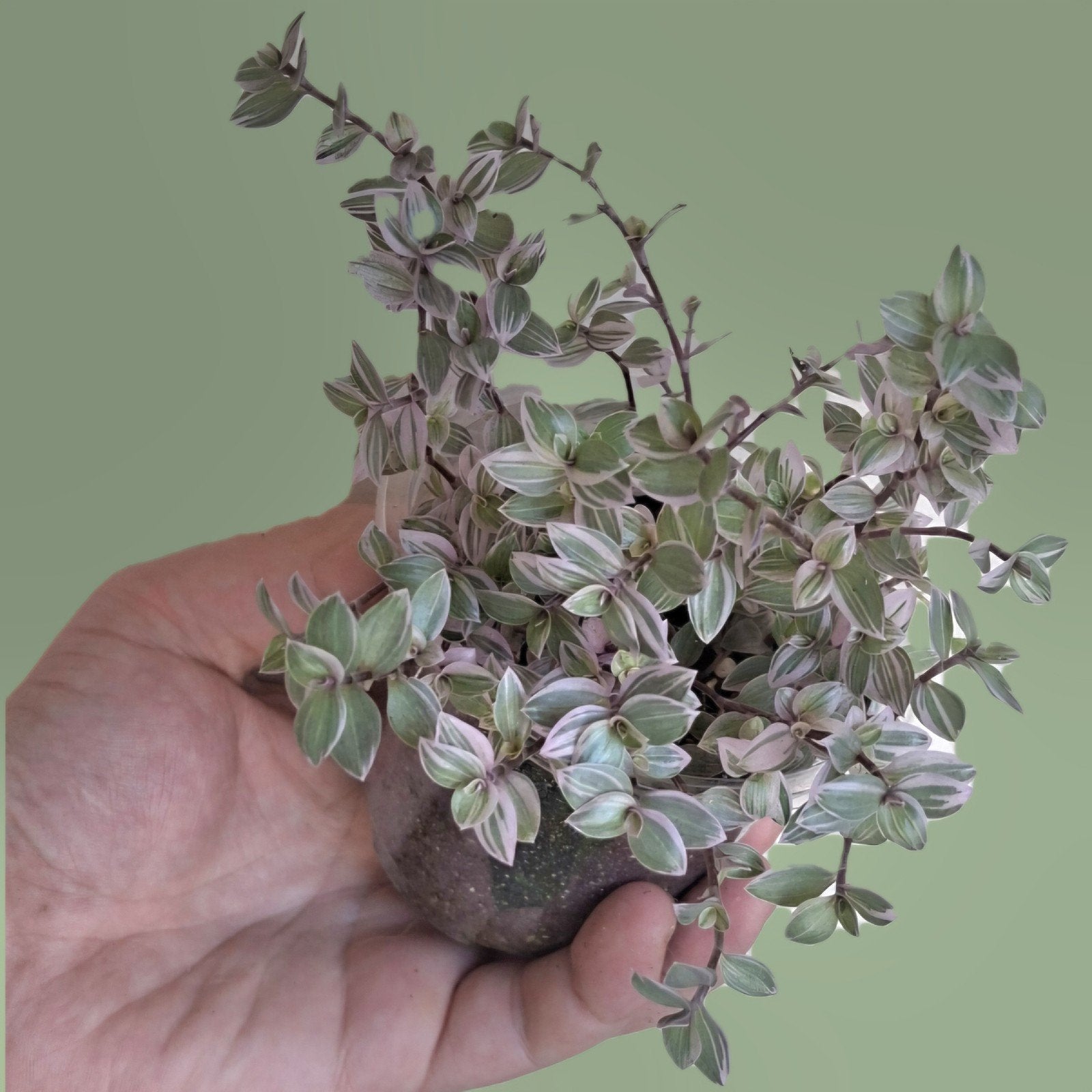 Callisia repens pink, Ophalen of Verzenden, Halfschaduw, Minder dan 100 cm