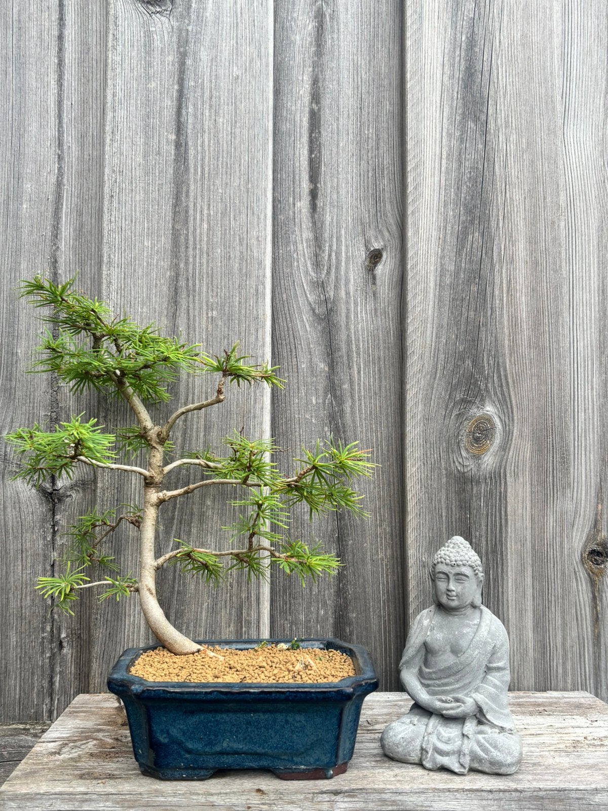 Japanse lariks/larix bonsai, Tuin en Terras, Ophalen, Bloeit niet, Halfschaduw, Overige soorten