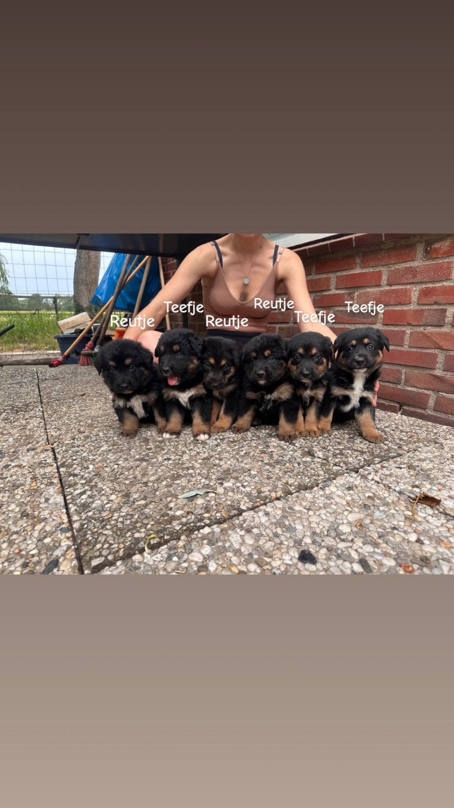 prachtige pups bernersennen x duitse herder, 8 tot 15 weken, Meerdere, Meerdere dieren, Nederland