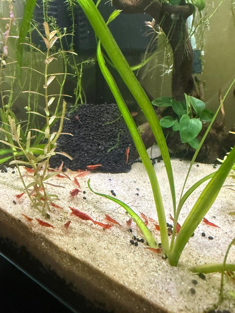 Red neo caridina garnalen, Dieren en Toebehoren, Vissen | Aquaria en Toebehoren, Ophalen of Verzenden, Nieuw, Plant(en), Steen of Hout