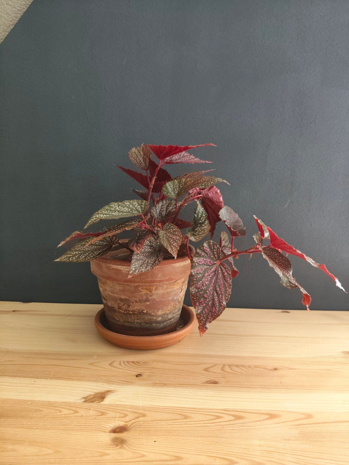 Begonia beningo pink, Huis en Inrichting, Kamerplanten, Ophalen