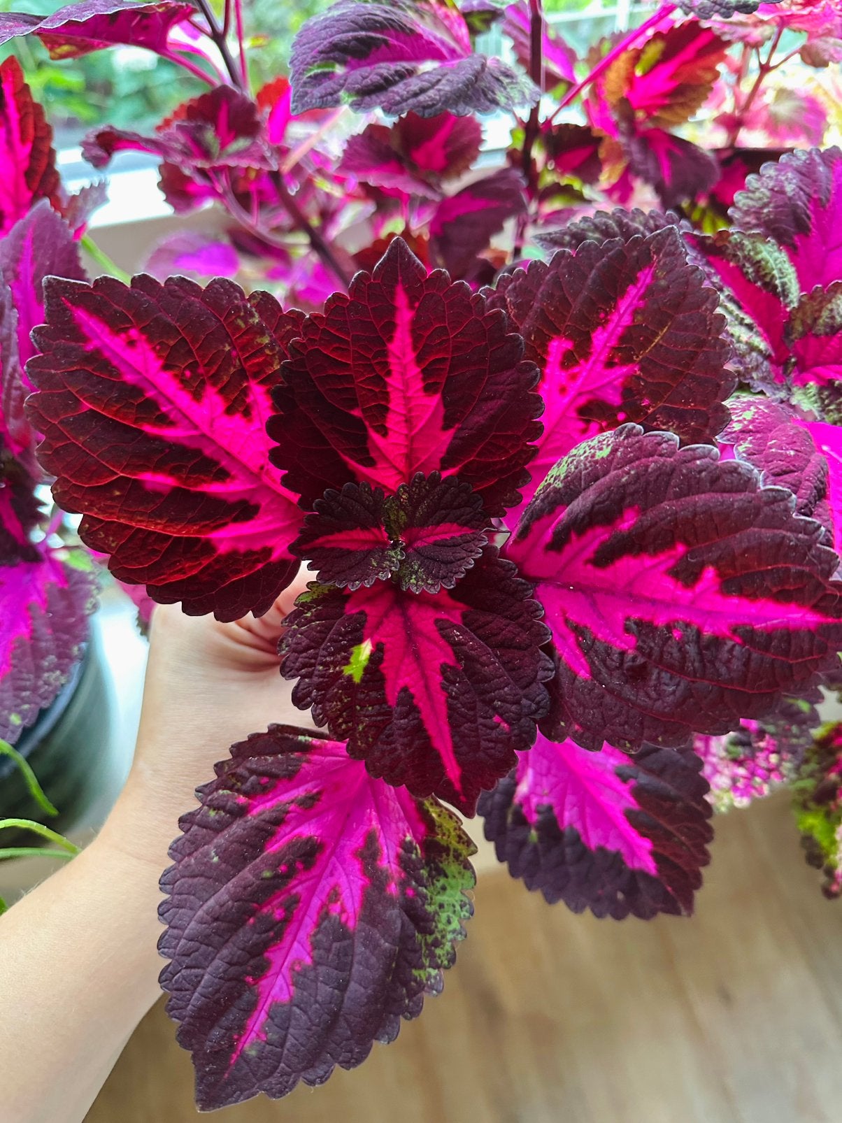 Coleus china rose, Ophalen of Verzenden, Halfschaduw, Minder dan 100 cm